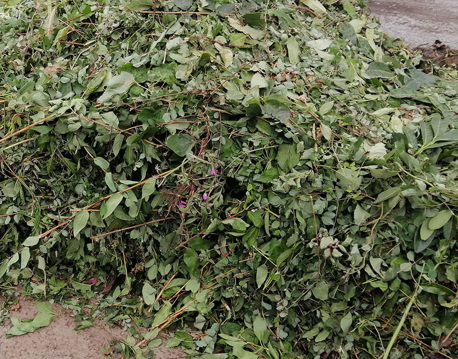 Gruenschnitt-entsorgen-Gartenabfall-Rasenschnitt-M-Logistik-Machulez